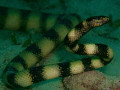   Sea snake close up. up  